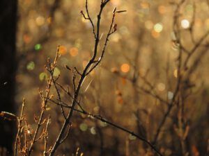 9 xmas lights 3 (Mother Nature’s Christmas Lights)