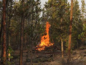 9a burning. (Sunny November.)