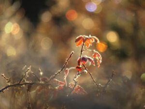 rose and lights (Mother Nature’s Christmas Lights)