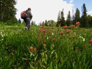 11 carmen (Newsletters)