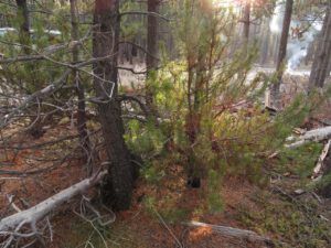 10 mistletoe 2 (Sunrise, Sunset.)