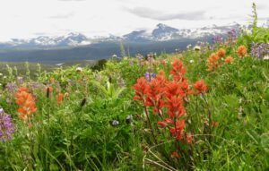 26 more meadows (Newsletters)