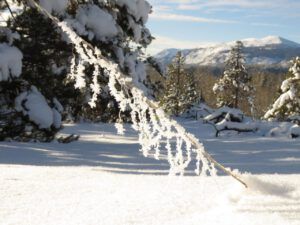 37 rock cress (Sunrise, Sunset.)