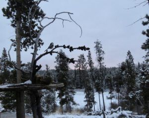 5 grey 1 (Sunrise, Sunset.)