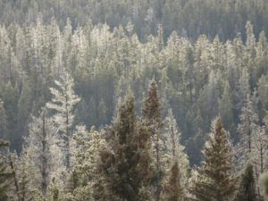 7 grey 3 (Sunrise, Sunset.)