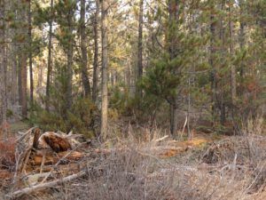 8 forest work (Sunrise, Sunset.)