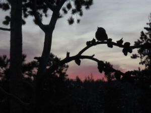 12 birds feeder early (Into January)