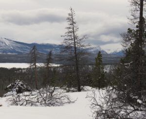 13 dull afternoon (Into January)