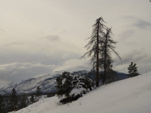 14 dead trees (Into January)