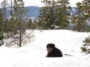 15 Badger (Into January)