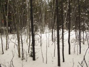 17 boring snow (Into January)