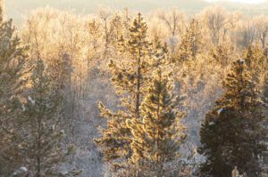 26 frost 5 best (Into January)