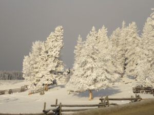 27 more towdystan trees (Into January)