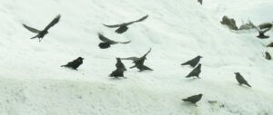 30 ravens (Into January)