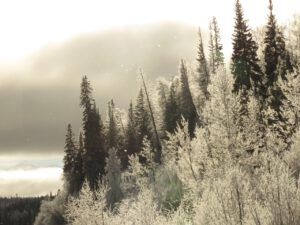33 backlit trees (Into January)