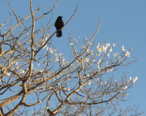 35 raven tatla best (Into January)