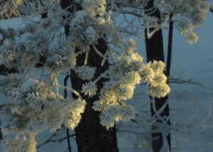 38 pompoms (Into January)