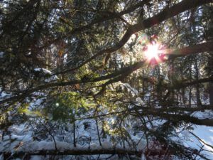 5 sun in woods (Into January)