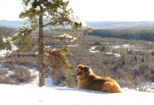 8 golden Harry (Into January)