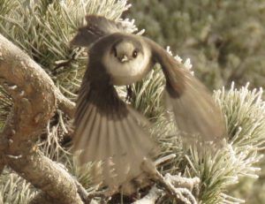 whiskeyjack2 (Into January)