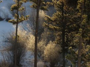 18 small frost (We’ve Got Winter!)