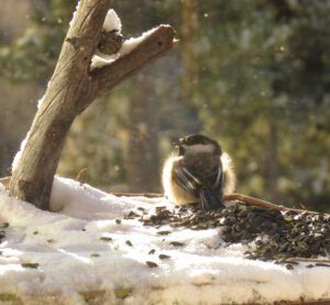 21 puffball (We’ve Got Winter!)