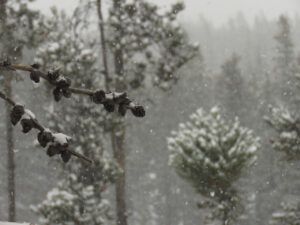 11 snow (Gorgeous February)