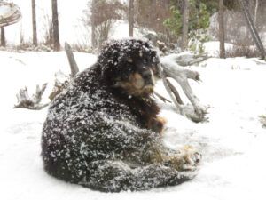 11a Badger (Gorgeous February)