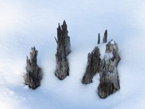 2 stump sculpture (Gorgeous February)