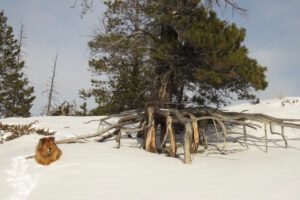 6 spider tree (Gorgeous February)