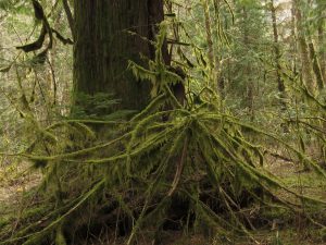 20 big trees 1 (Super Equinox)