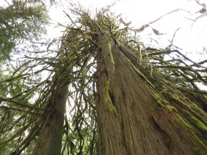 21 big trees 2 (Super Equinox)