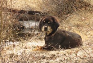 badger shaved (Super Equinox)