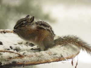 27 chipmunk and snow (Super Equinox)