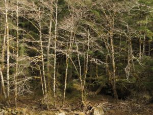 3 alders by river (Super Equinox)