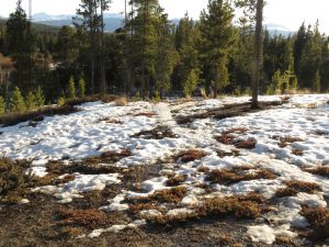 4 snow going (Super Equinox)