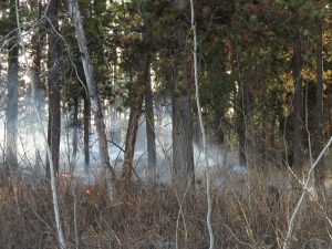 1 fire (My Very Own Forest Fire)