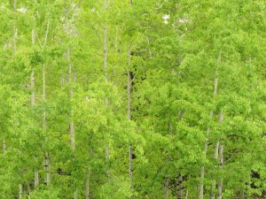 1 green (Gearing Up For Spring)