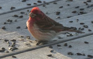 11 purple finch (Gearing Up For Spring)