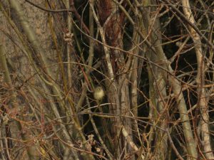 13 rck (Gearing Up For Spring)