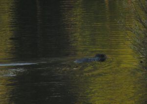 26 beaver (Gearing Up For Spring)