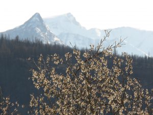 7 aspen catkins (Gearing Up For Spring)