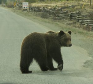7 grizzly (Gearing Up For Spring)