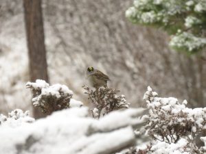 9 gc sparrow (Gearing Up For Spring)