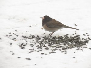 9 junco (Gearing Up For Spring)