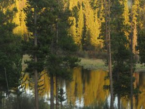 IMG_4897 (My Very Own Forest Fire)