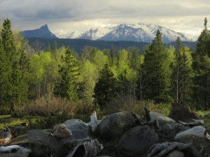 IMG_5107 (Gearing Up For Spring)