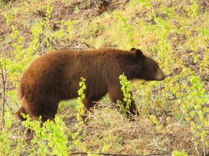 cinnamon bear 1 (Gearing Up For Spring)
