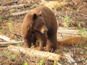 cinnamon bear 2 (Gearing Up For Spring)