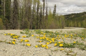 dandelions (Gearing Up For Spring)